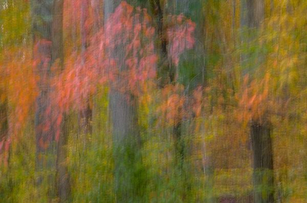 VA, Great Falls Park Abstract of autumn trees